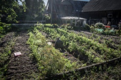 la maggior parte delle case lungo l'onion route possiede un proprio orto e una coltivazione di cipolle